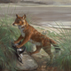 Illustration for article titled Wednesday Woof - Dusicyon australis Extinct Edition